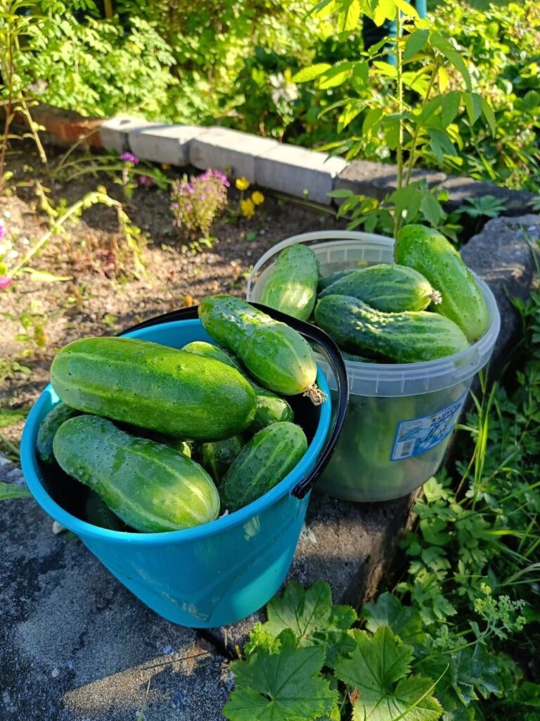 My last cucumber harvest of the year ;)
