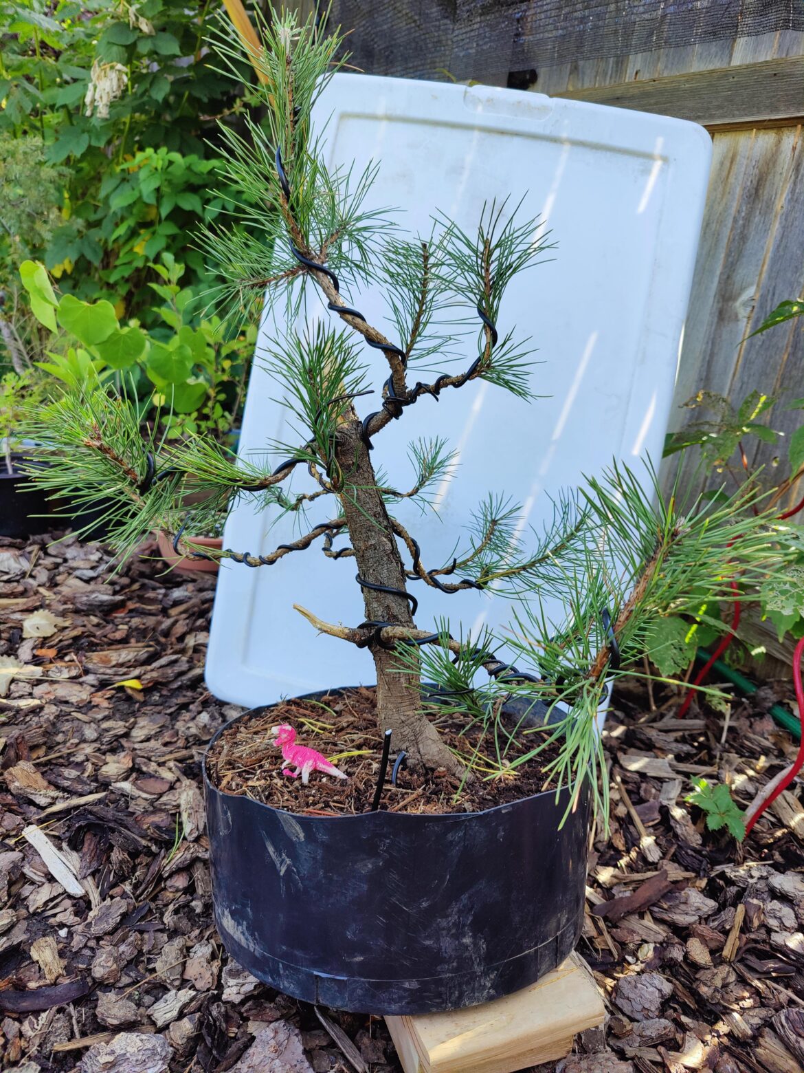 Can I get some healing thoughts for this Pinus Nigra that just took the plunge?