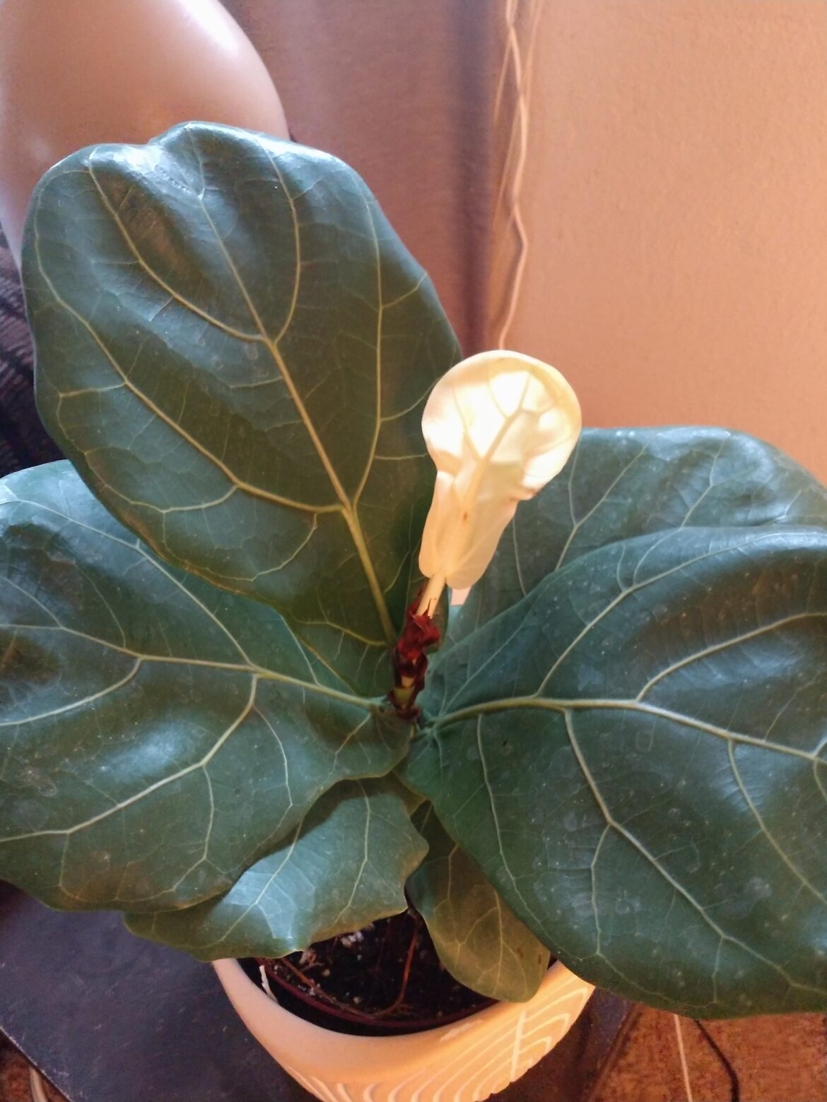 What's up with this leaf?