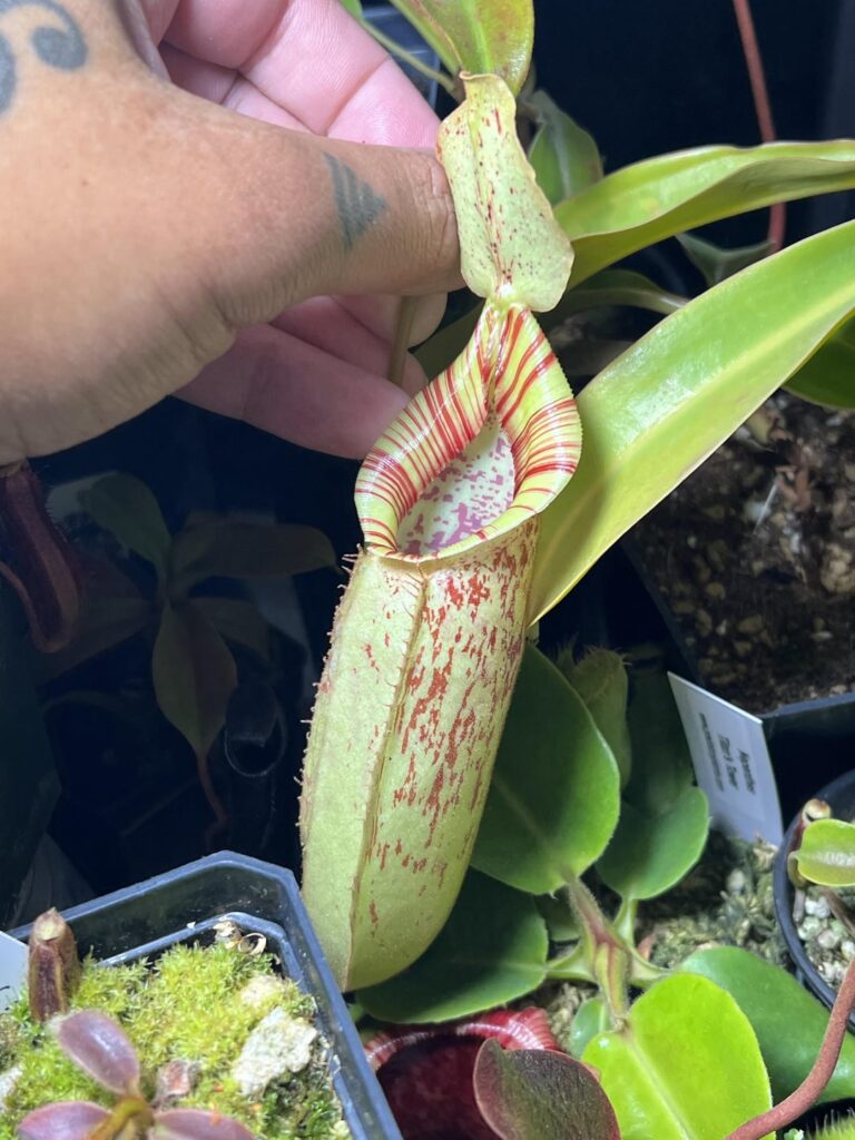 N. Dyeriana first pitcher from cutting