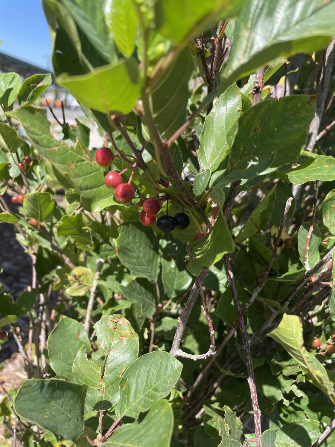 What are these? And can I eat them? Colorado Springs, CO