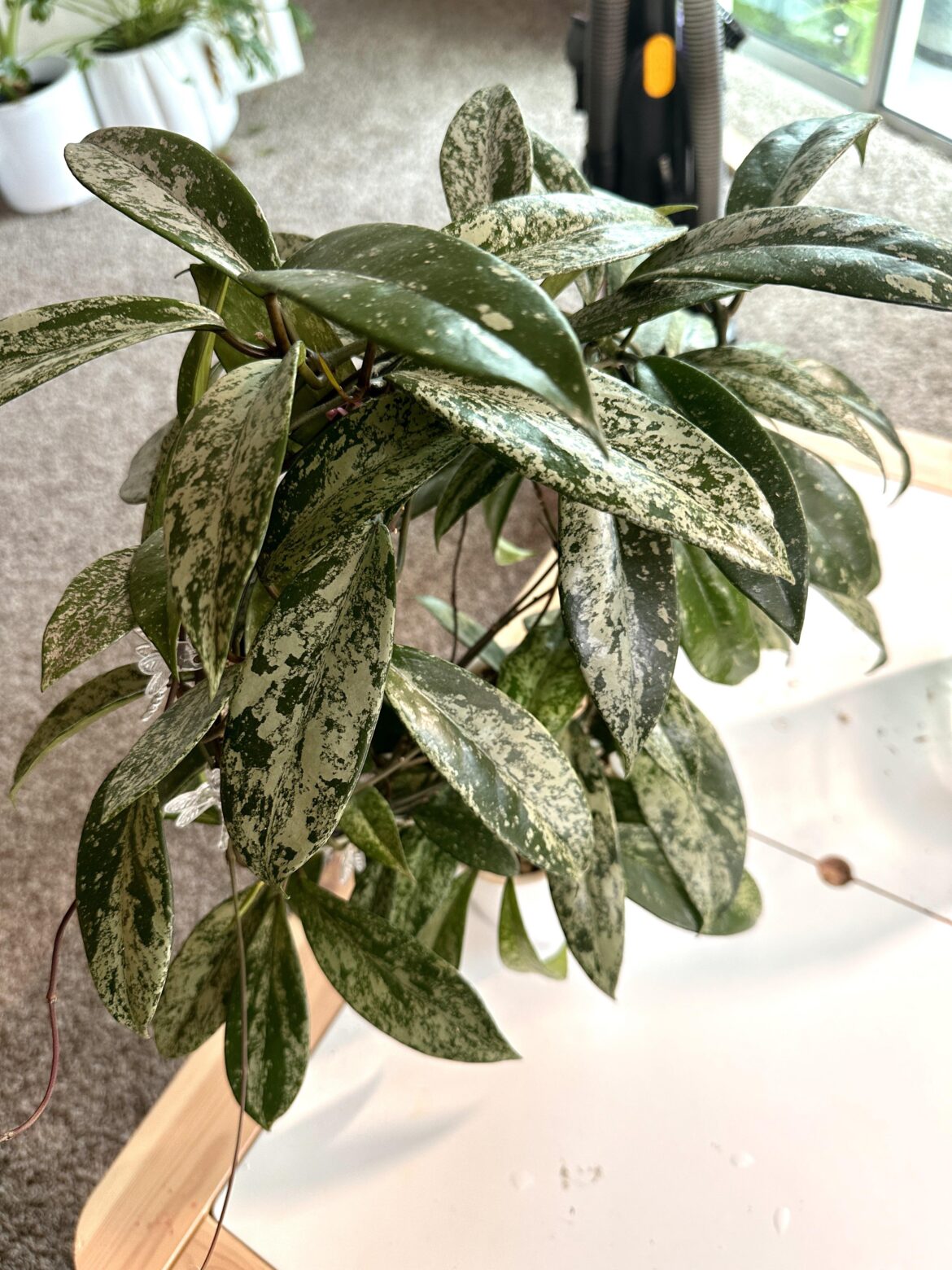 I don’t have a ton of fancy Hoyas but my Publicalyx gives me my fix …