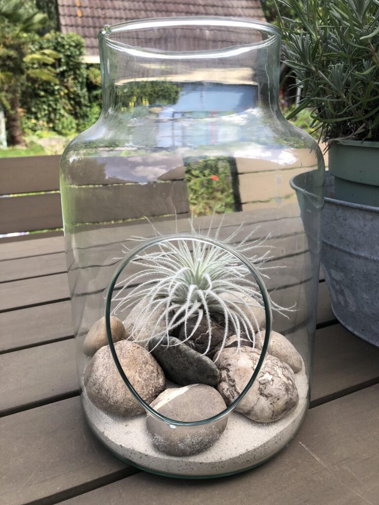 Tillandsia tectorum snow outside