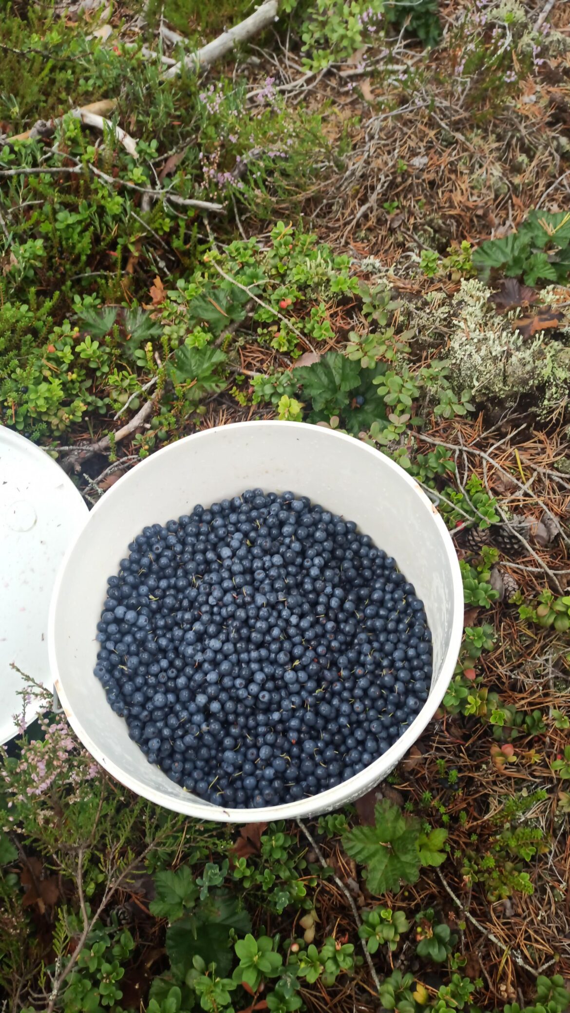 Bog bilberry