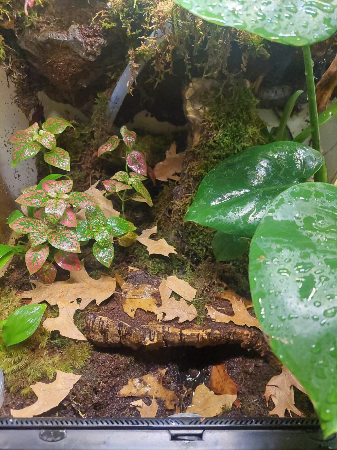 My dart frog tank about 2 weeks in my tinctorius azureus is under the little bridge