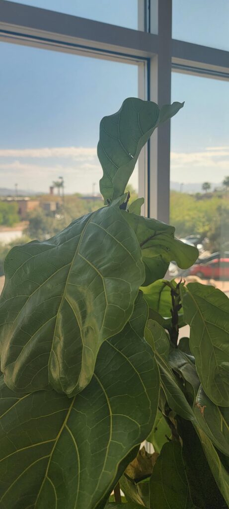 Help with fiddle leaf fig tree