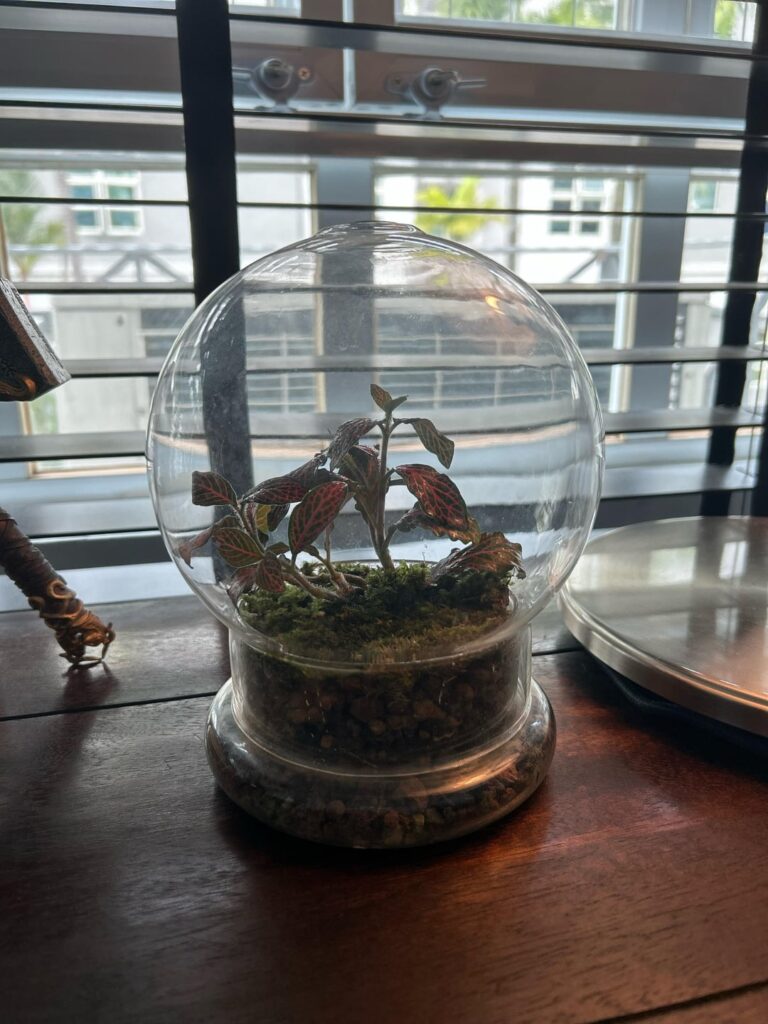 My terrarium looks off, any advice to save it would be great My terrarium looks off, any advice to save it would be great