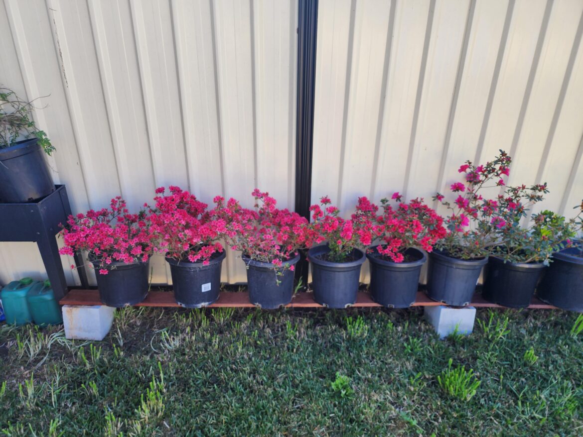 My Azalea Project plants (pre bonsai)