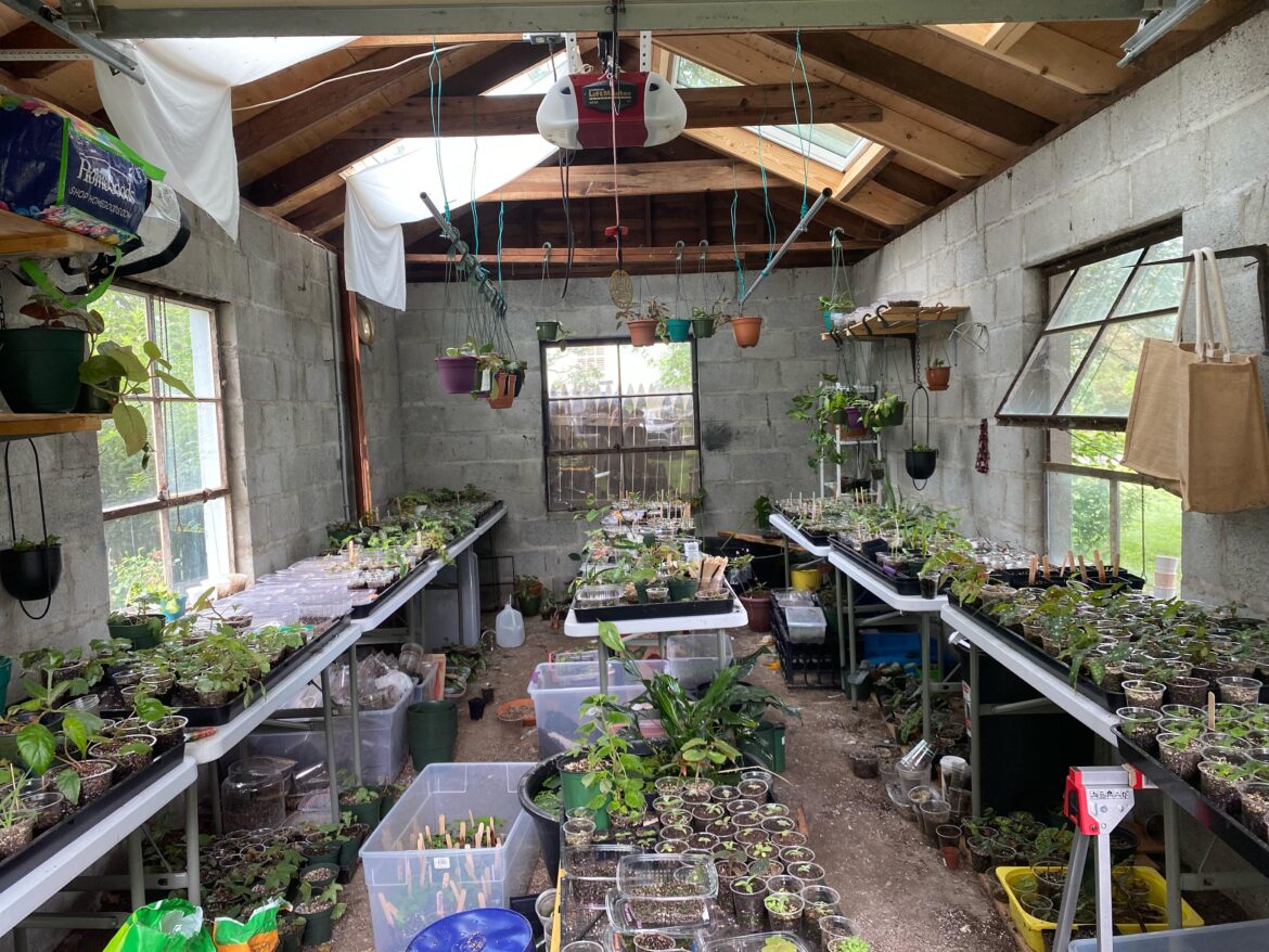 Turned my garage into a greenhouse