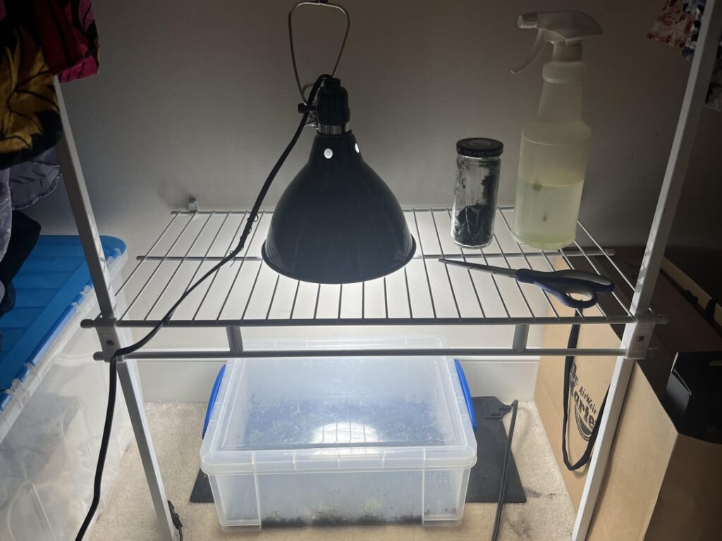 Looking for advice/constructive criticism on my beginner's moss setup