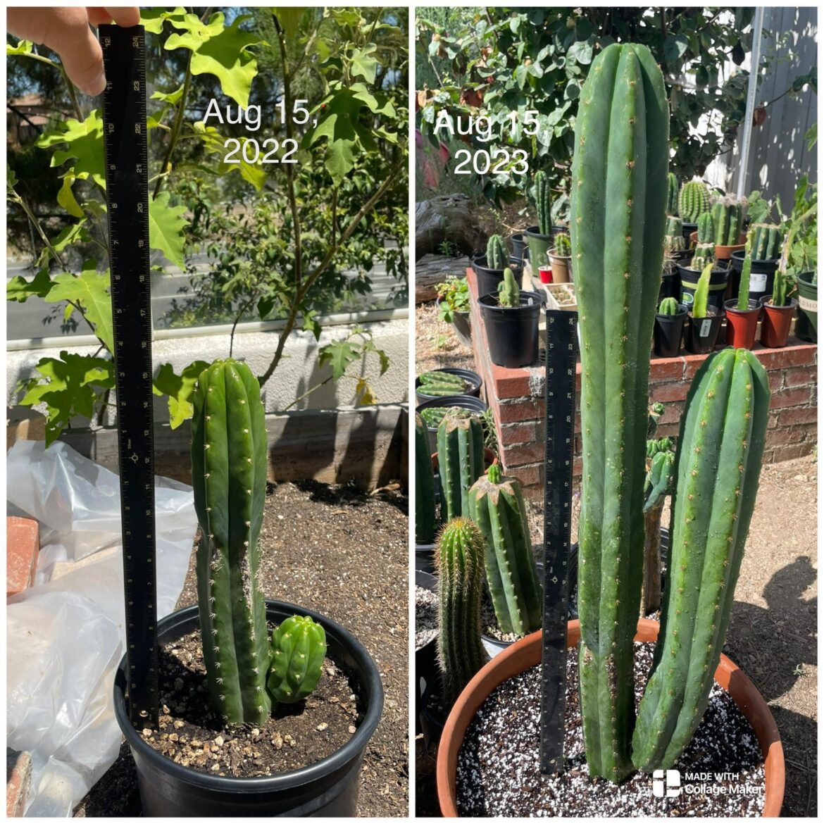 Exactly 1 year of growth on my first ever cactus! 🌵