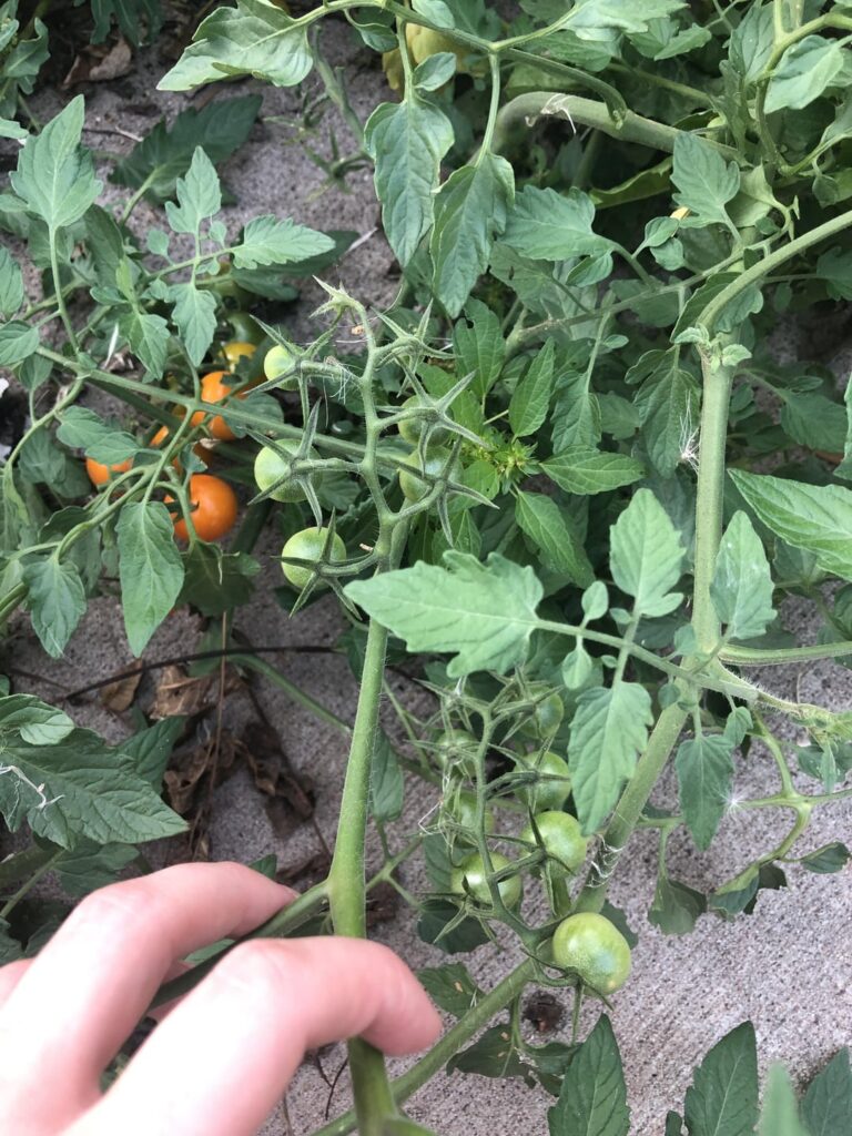 Did tomatoes grow out of my yard?? Can i eat these bad boys??