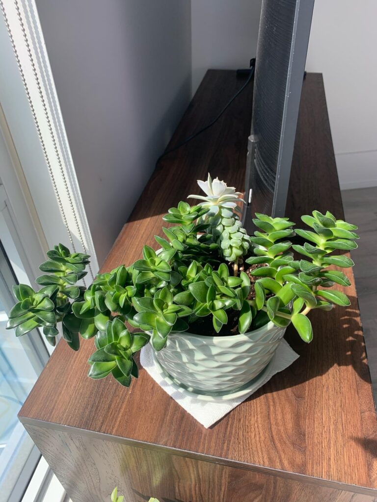 Should I repot? If so, any tips on how to do so?