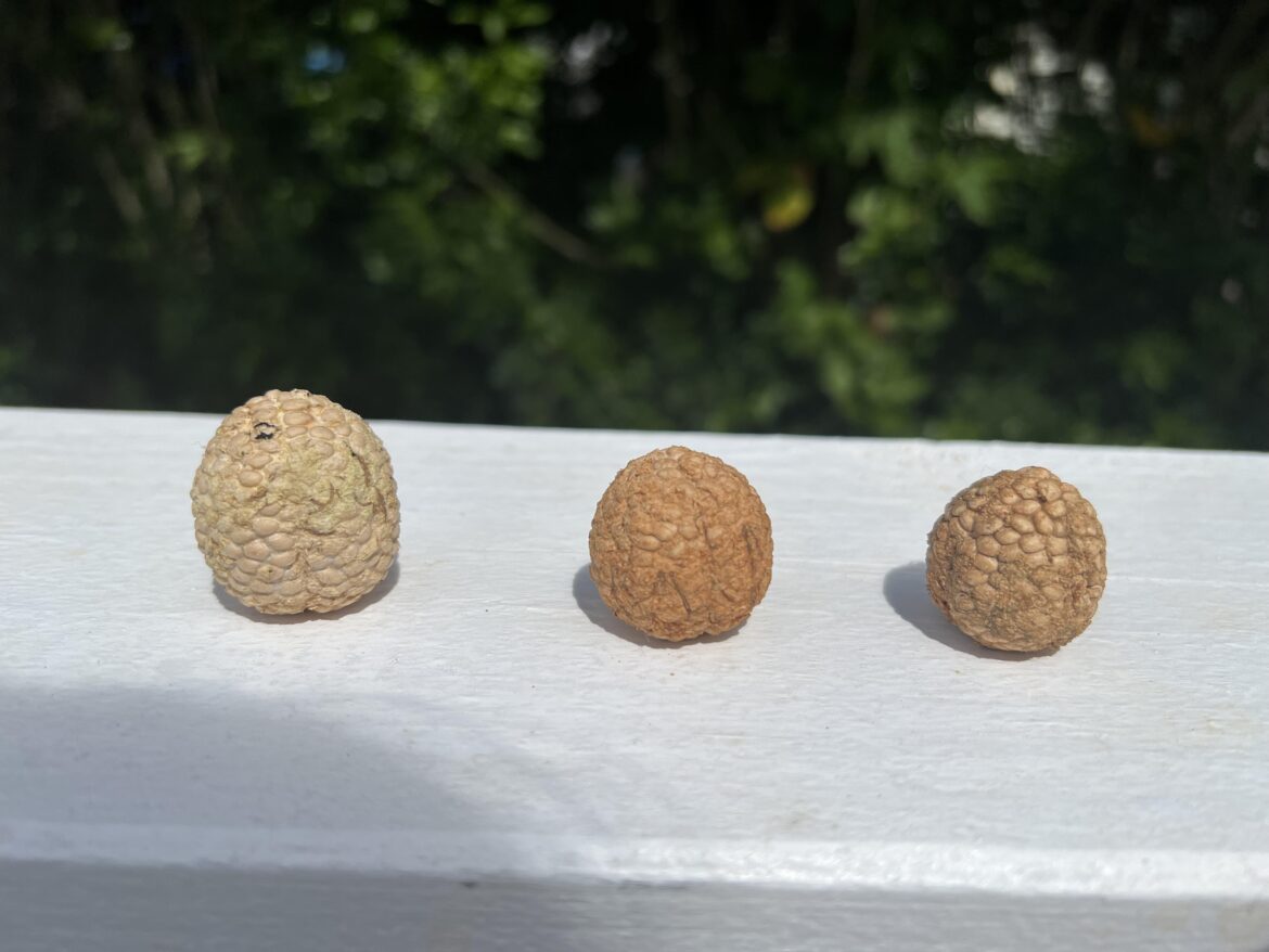 Anybody recognize these seeds? Anybody recognize these seeds?