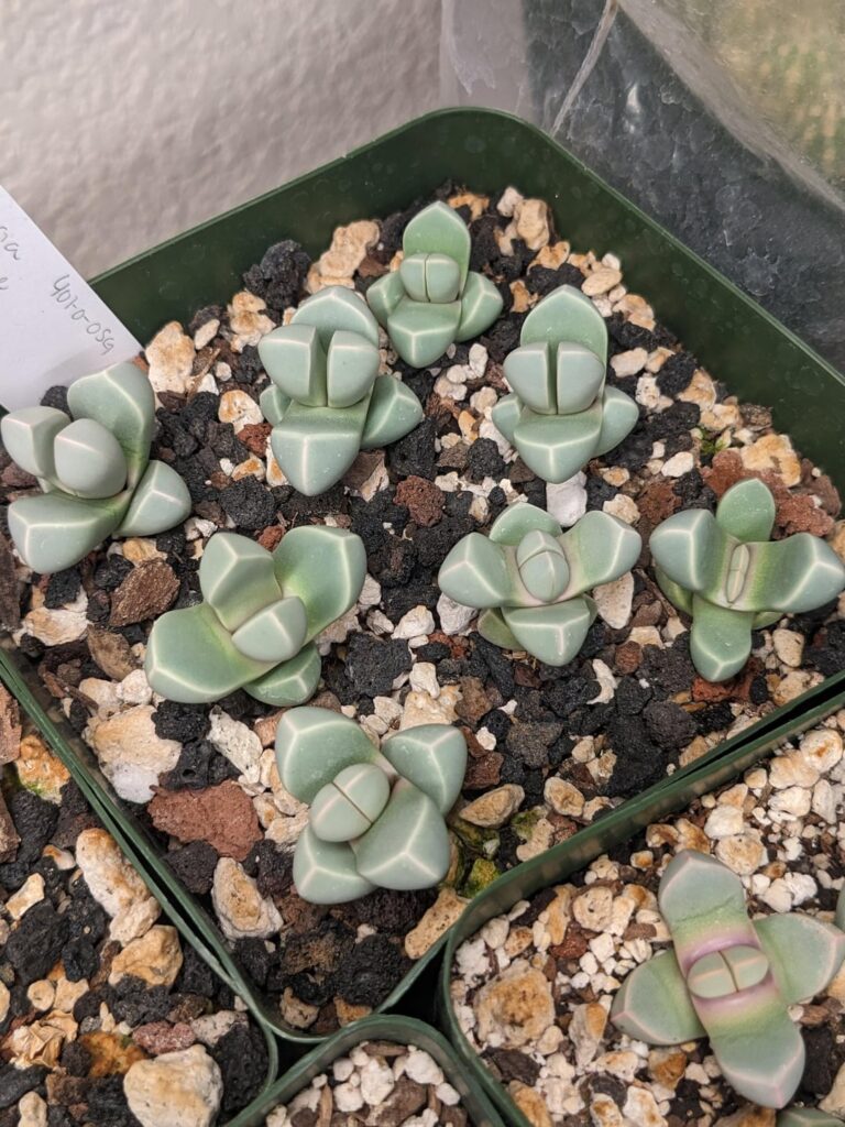 Some Lapidaria seedlings for y'all's enjoyment