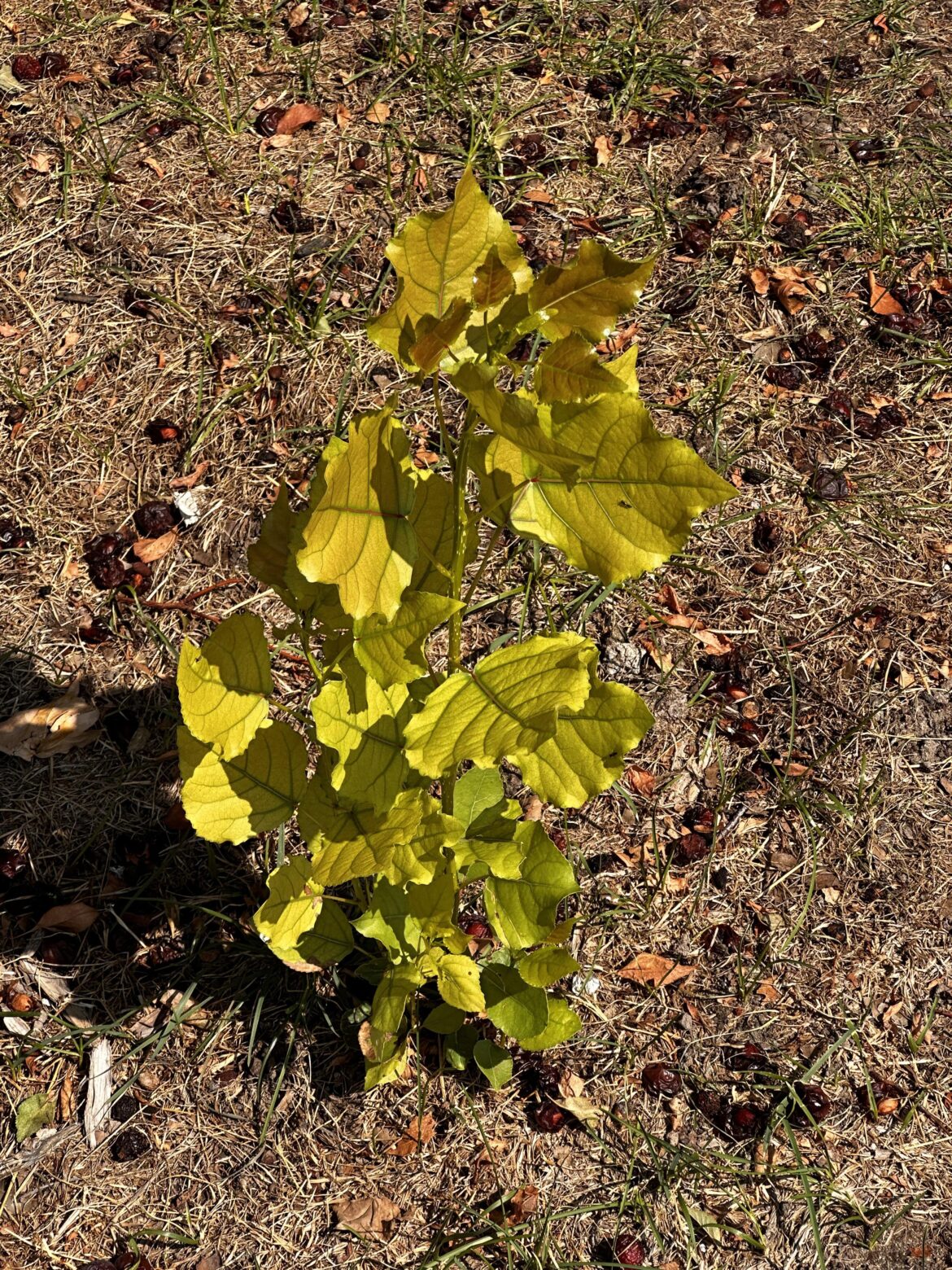 Can I save this little guy?