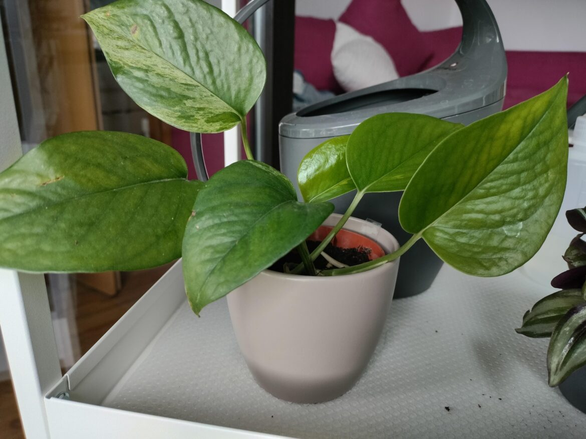 Little Miss is reverting Little Miss is reverting