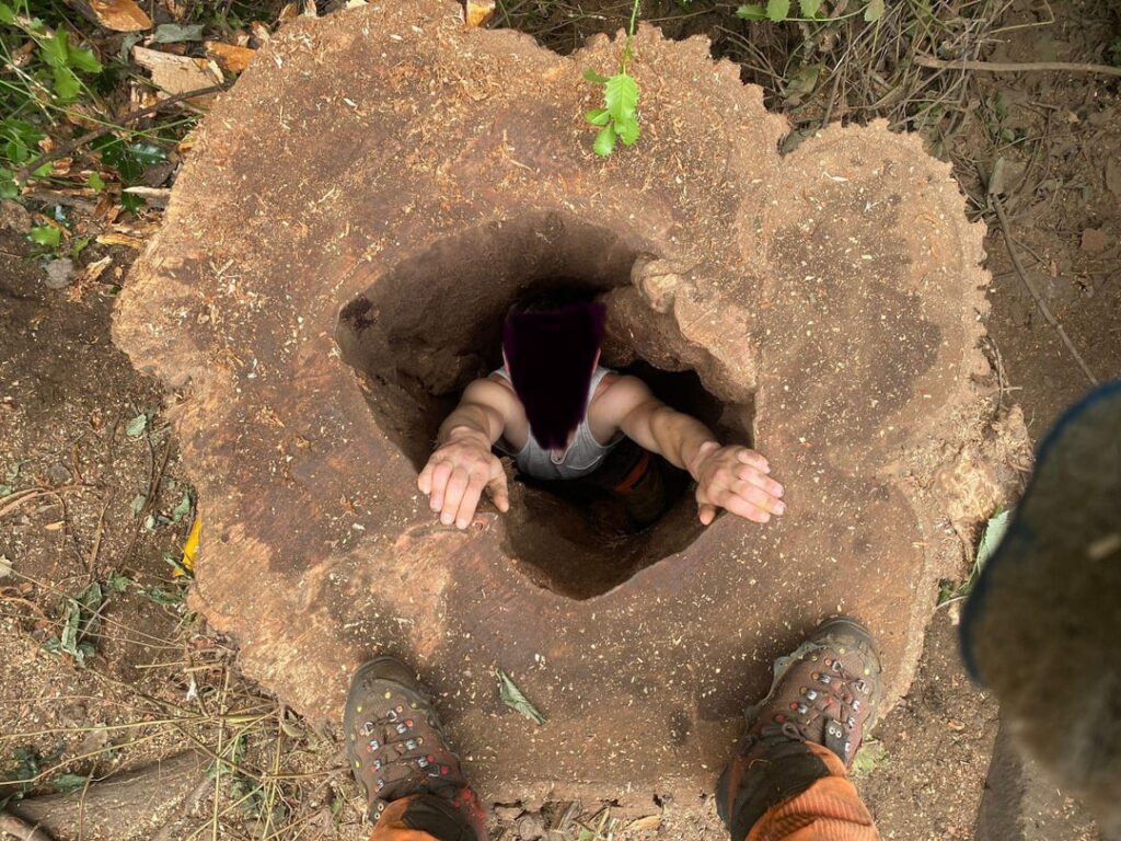 This elm has soil piled around it 10ft high with steps built down to access the garden over 100 years ago.The tree thrived fine until it got Dutch elm disease.
