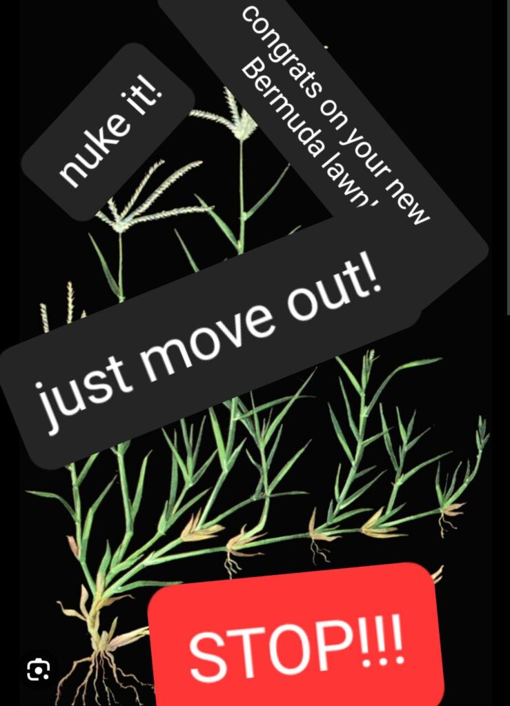 There is a way to kill bermuda in St. AUGUSTINE AND ZOYSIA!!