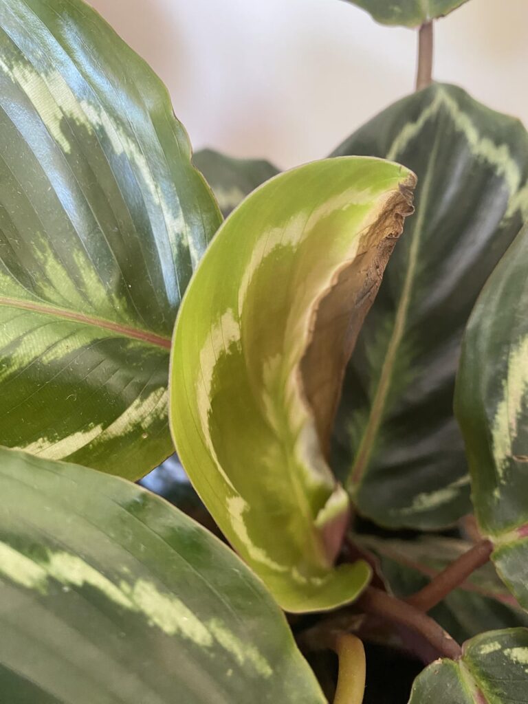 What is happening to my Calathea medallion?