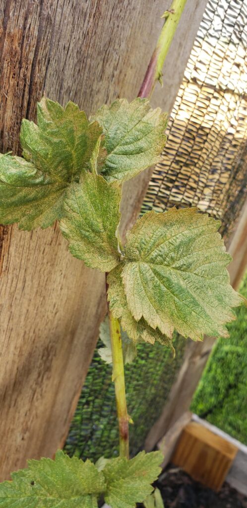 Amyone know why my raspberry leaves look like someone sprayed them with gold spray paint?