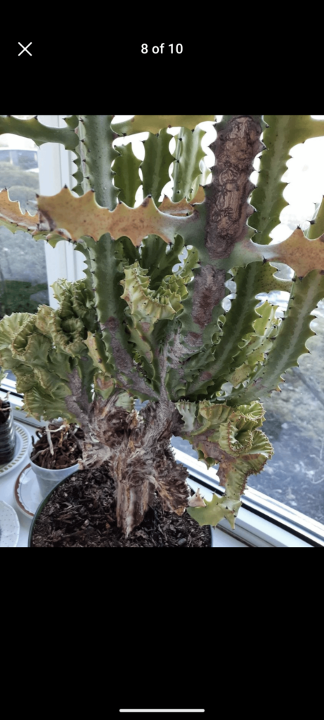 ID request? Multicolored, some branches straight others crested