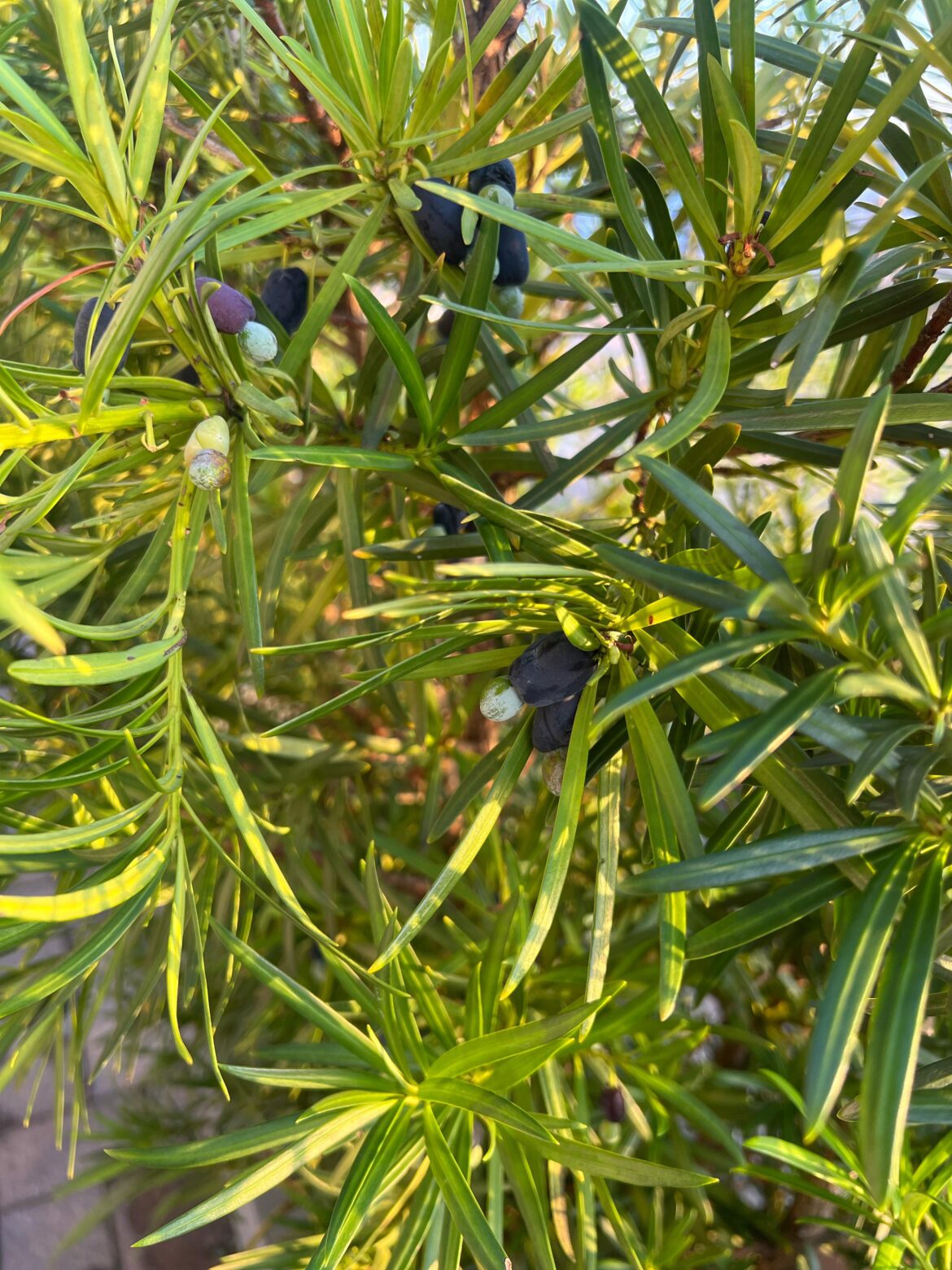 Please help ID