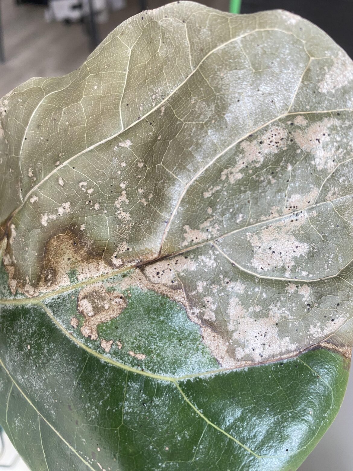 Help diagnosing FLF please