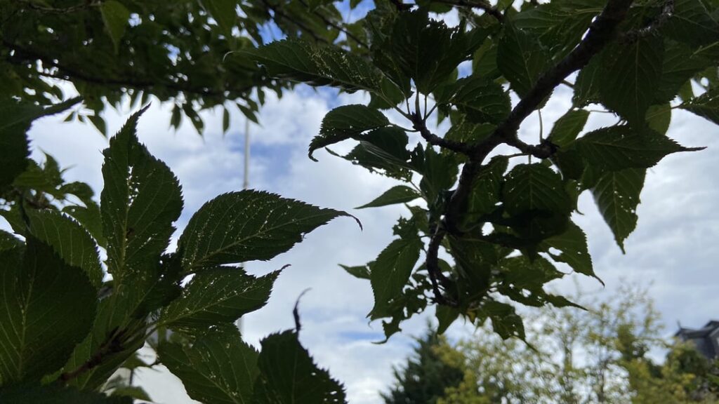 What’s poking holes on almost all leaves of my cherry tree?