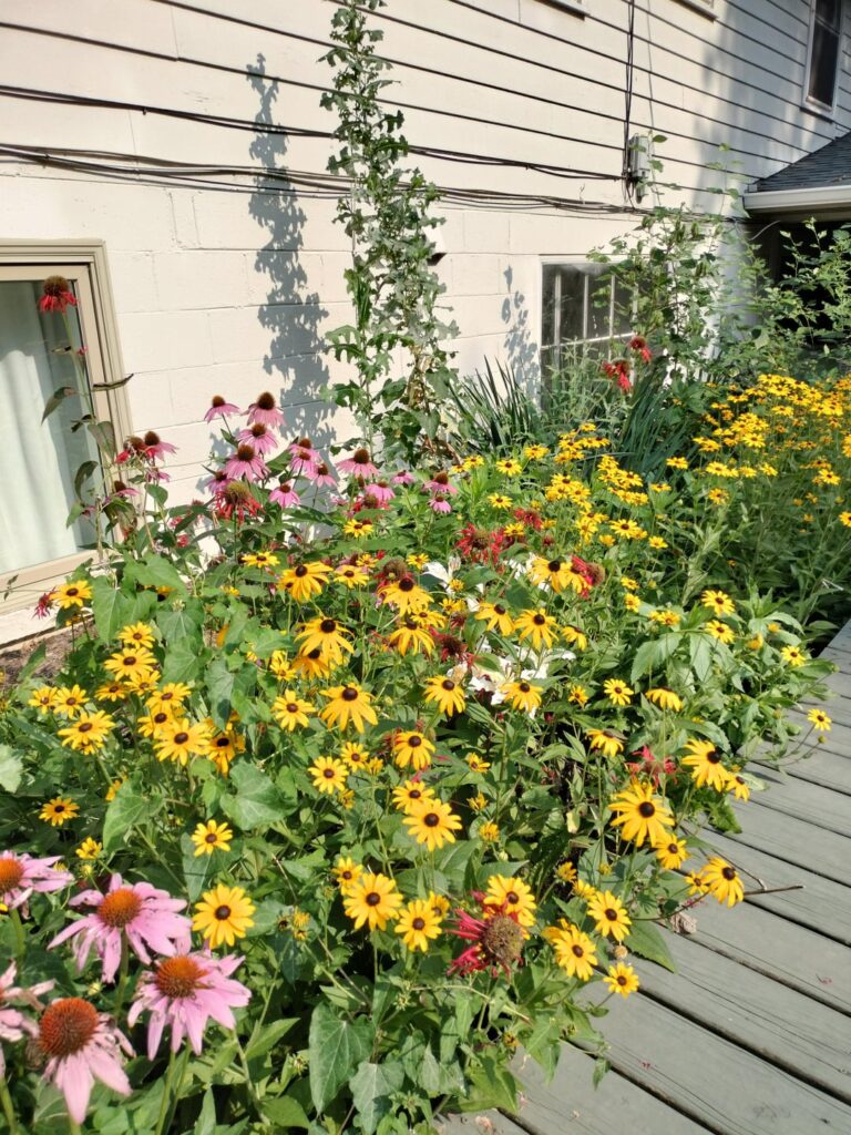 Sharing the results of the garden left to run free. Zone 5b/6a