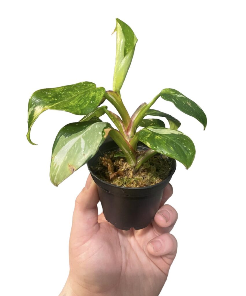 How do I make this White Princess more variegated?? I’ve read that pruning ones that lack variegation helps. Giving it more light. Its growing pretty fast but seems like each leaf has less and less variegation 😔