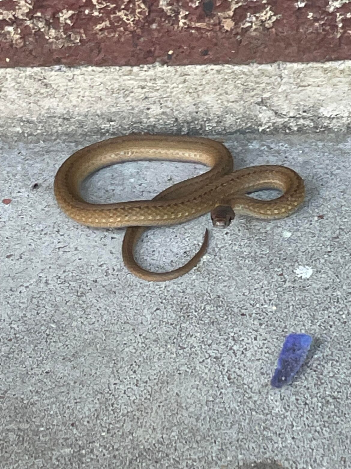 Baby snake found on my porch- what is it?