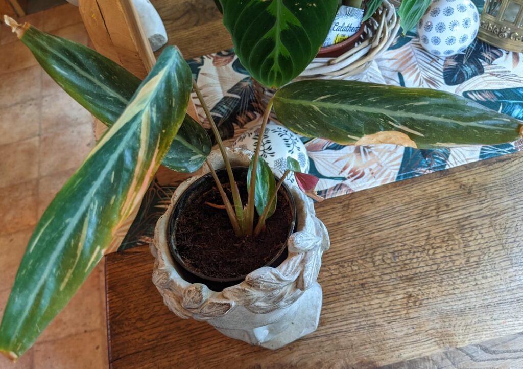 Last Update Unrolled/ Rolled up Magic Star Last Update Unrolled/ Rolled up Magic Star