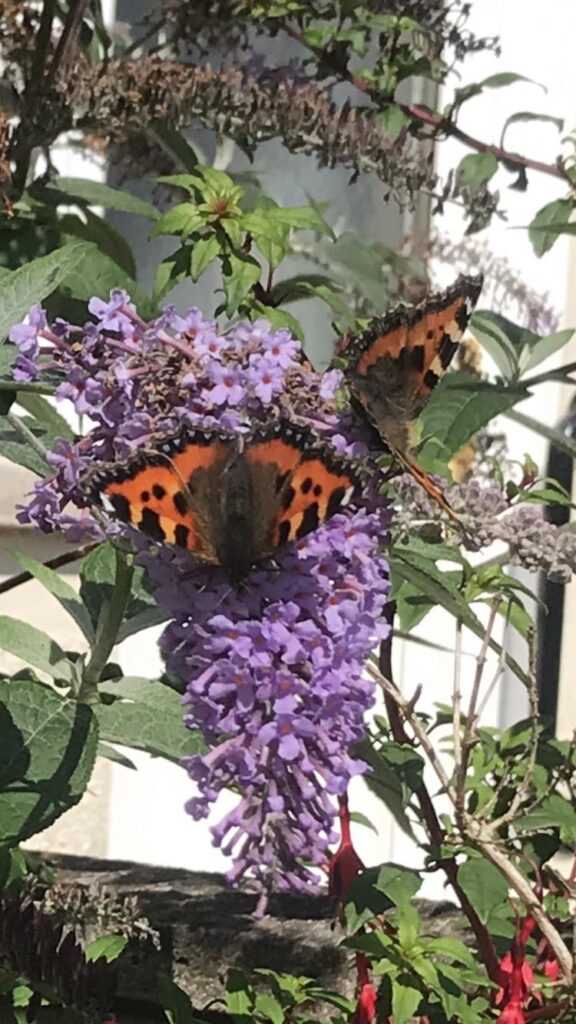 What is this plant that’s popped up in my garden? It’s like crack cocaine to butterflies, I’ve counted 10 on it at once. Thanks