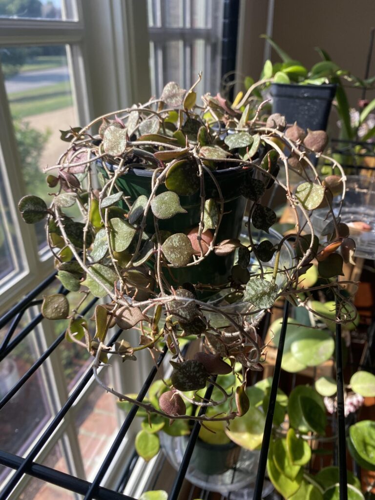 how to get your curtsii to love (or tolerate) you?