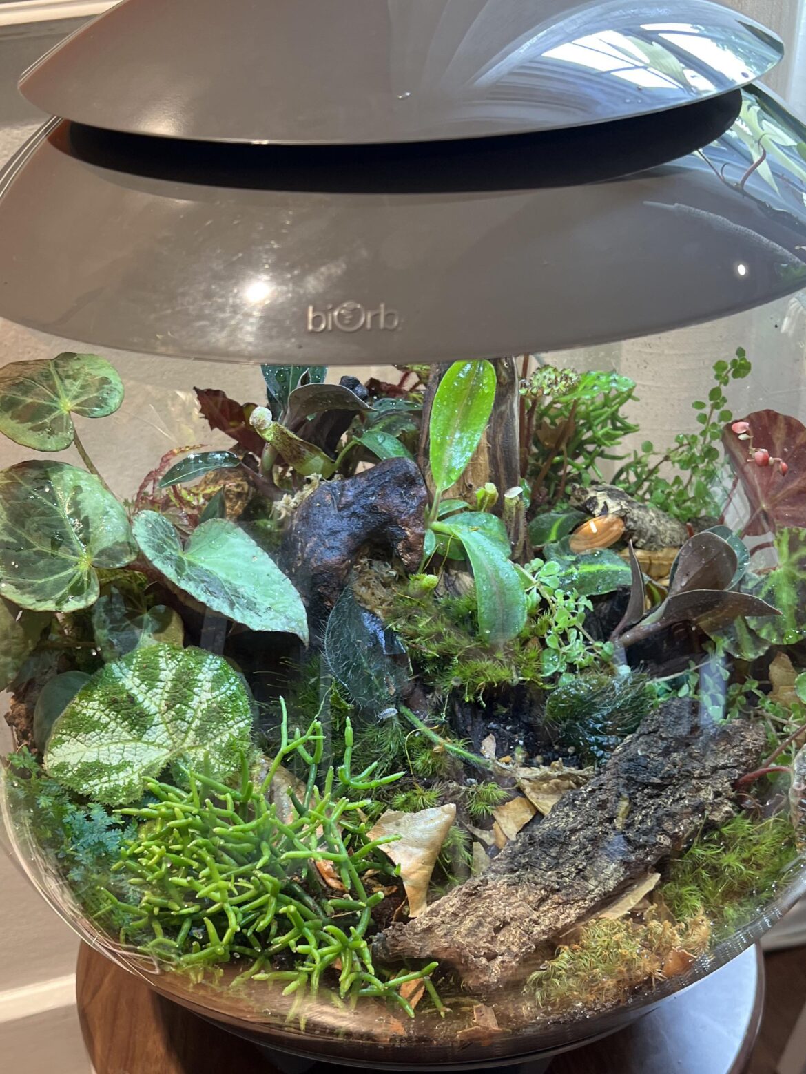 Begonia burkillii among some others