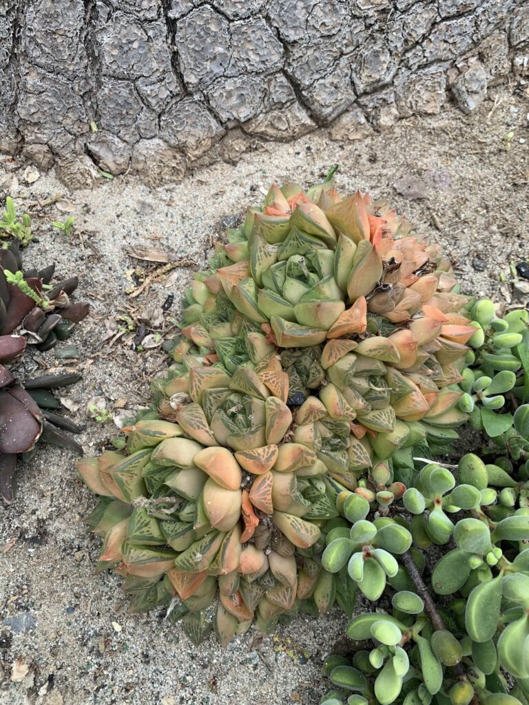 some haworthia at the San Diego Botanic Garden