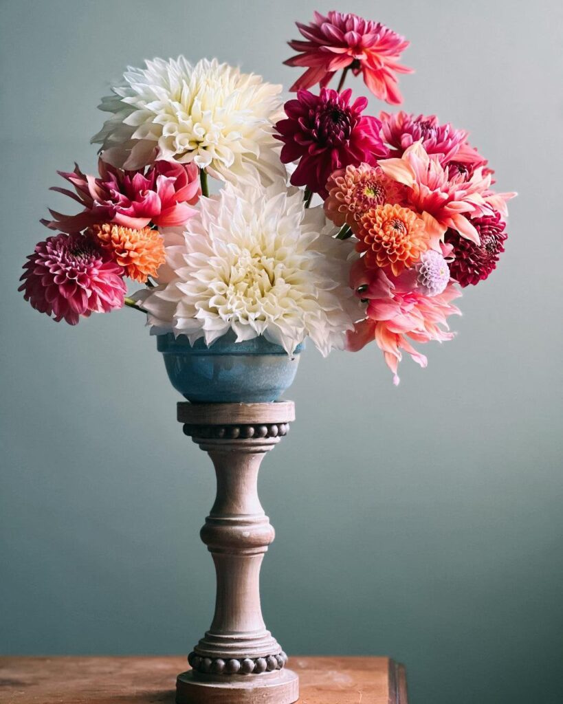 Officially addicted to growing dahlias