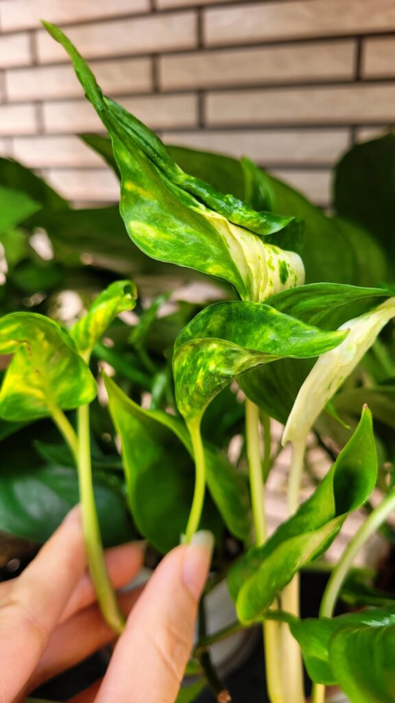 Best imitations of Teruno Sunshine