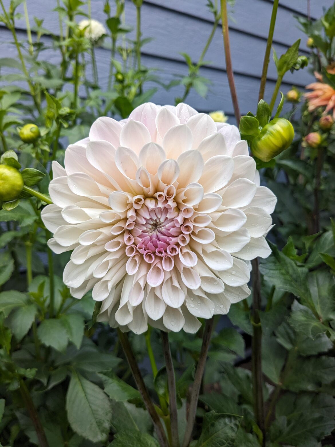 Shorter dahlia suggestions for a mixed border but still good for cutting? Shorter dahlia suggestions for a mixed border but still good for cutting?