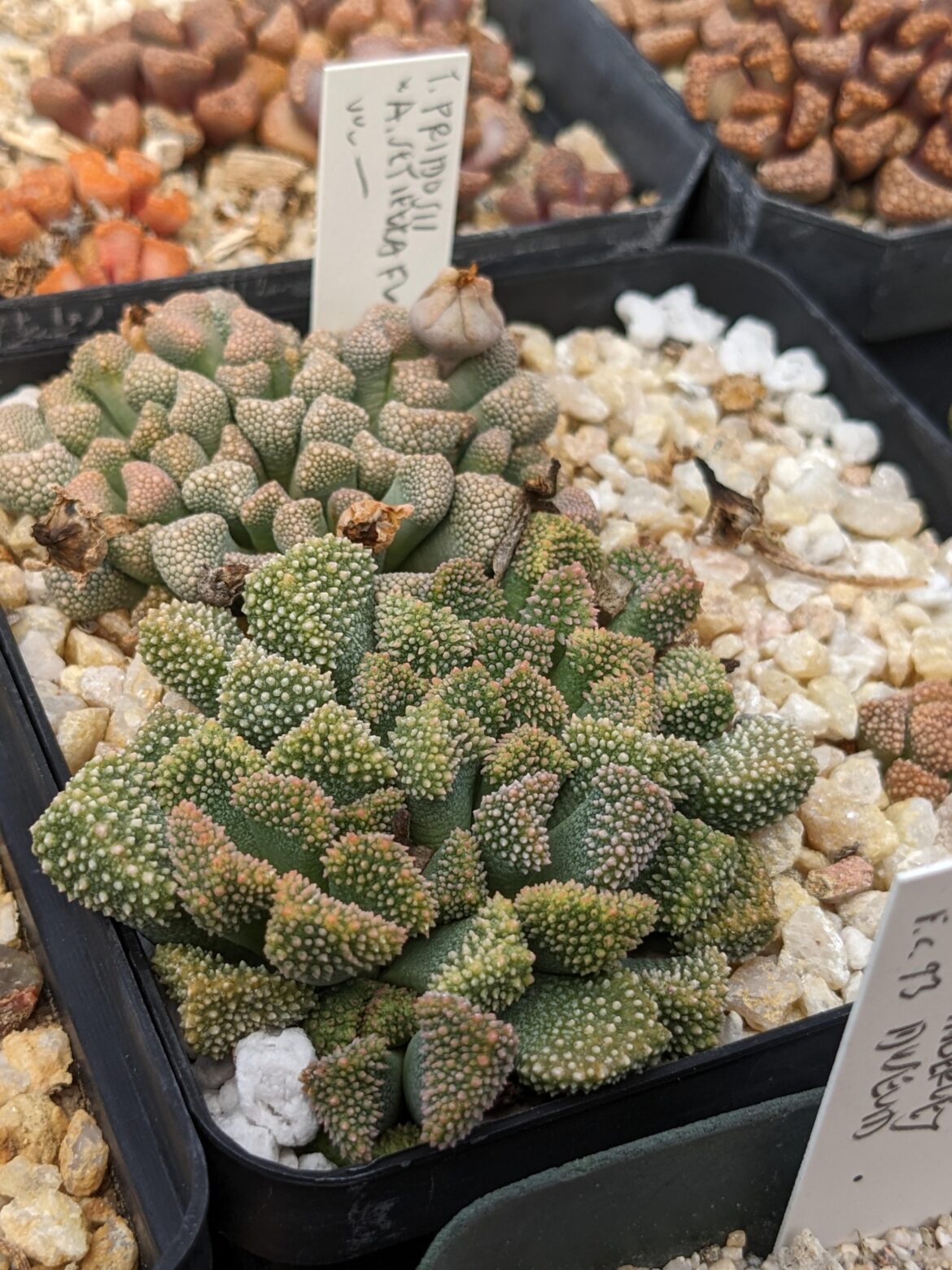 Titanopsis primosii × Aloinopsis setifera at the Sphaeroid Institute