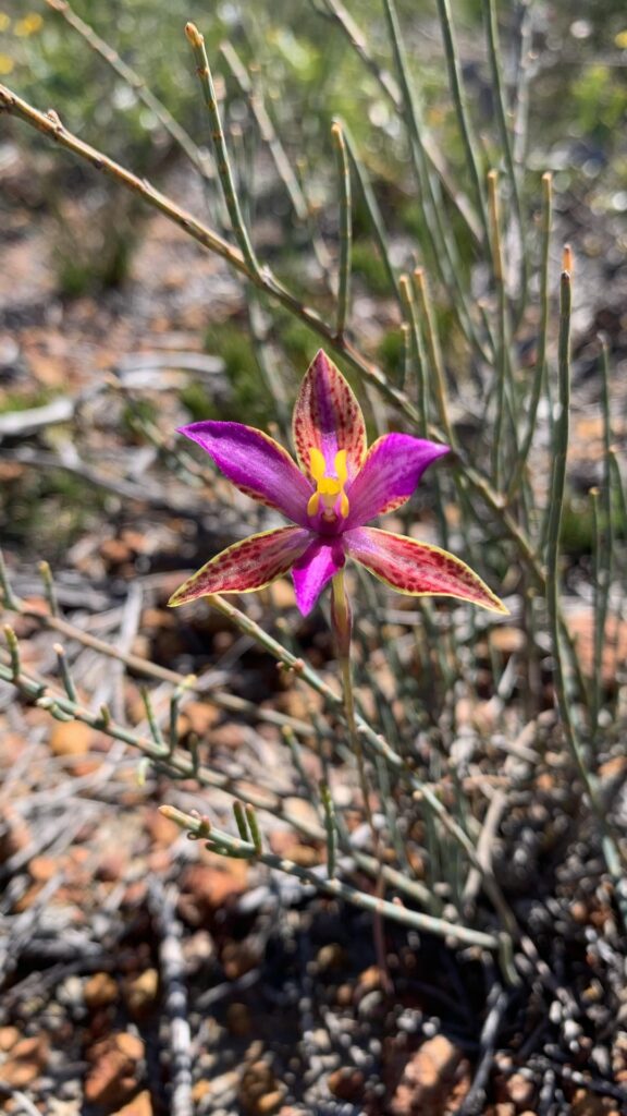Found today and yesterday on a bushwalk