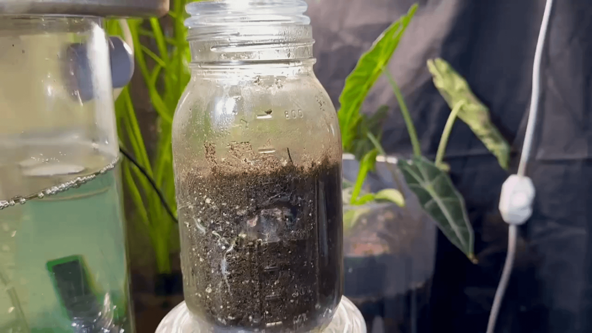 Here's the cherry tomato slice I put in the jar 3 days ago. Now we know already if it'll grow. That was fast!