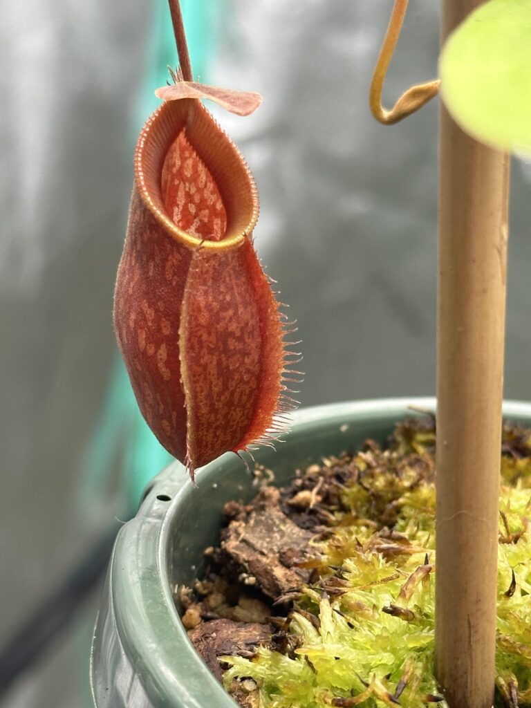 Pitcher Dump Pitcher Dump