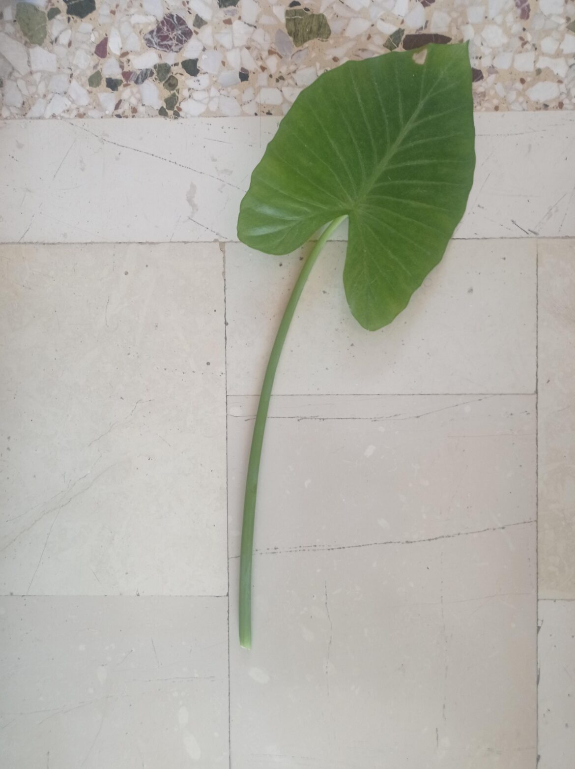 Can i propagate this?