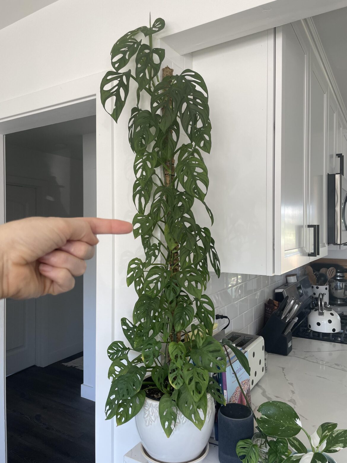 Should I chop my Adansonii to promote larger leaves?