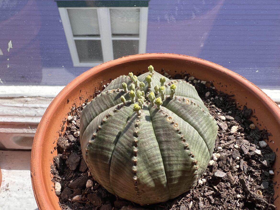 Woah. Are these flowers?