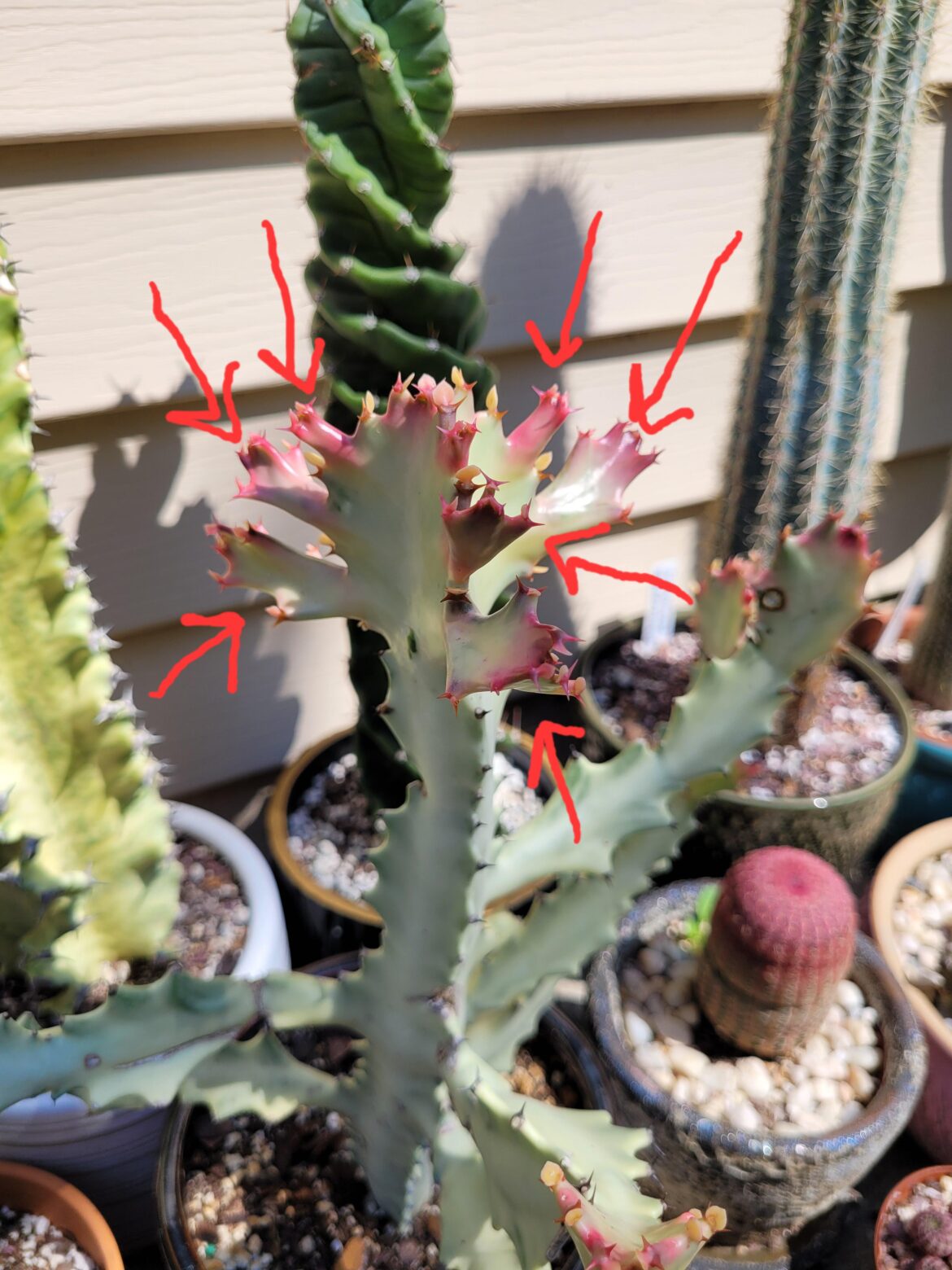 Will these all be arms one day? 😳