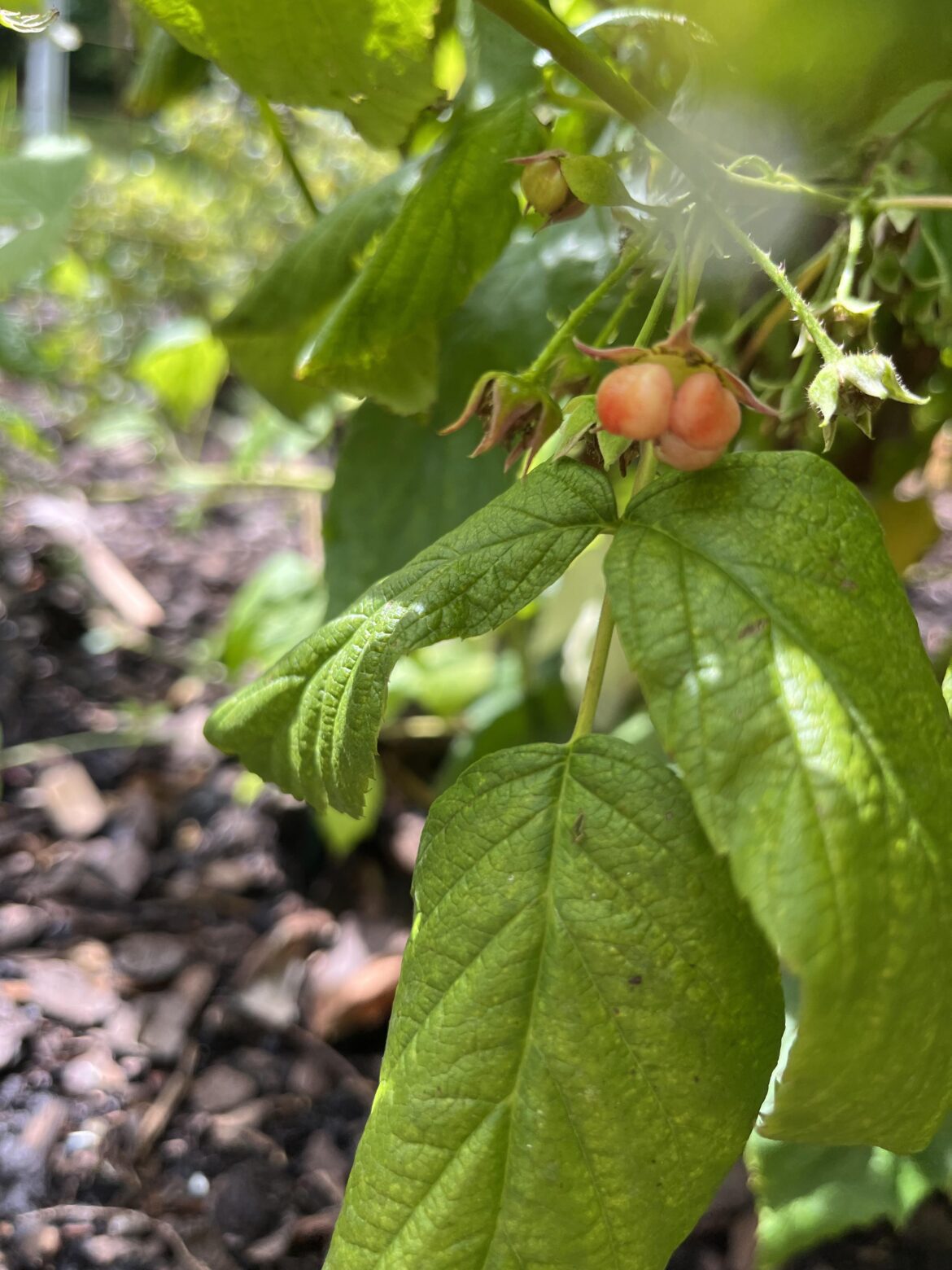 What’s wrong with my raspberries?