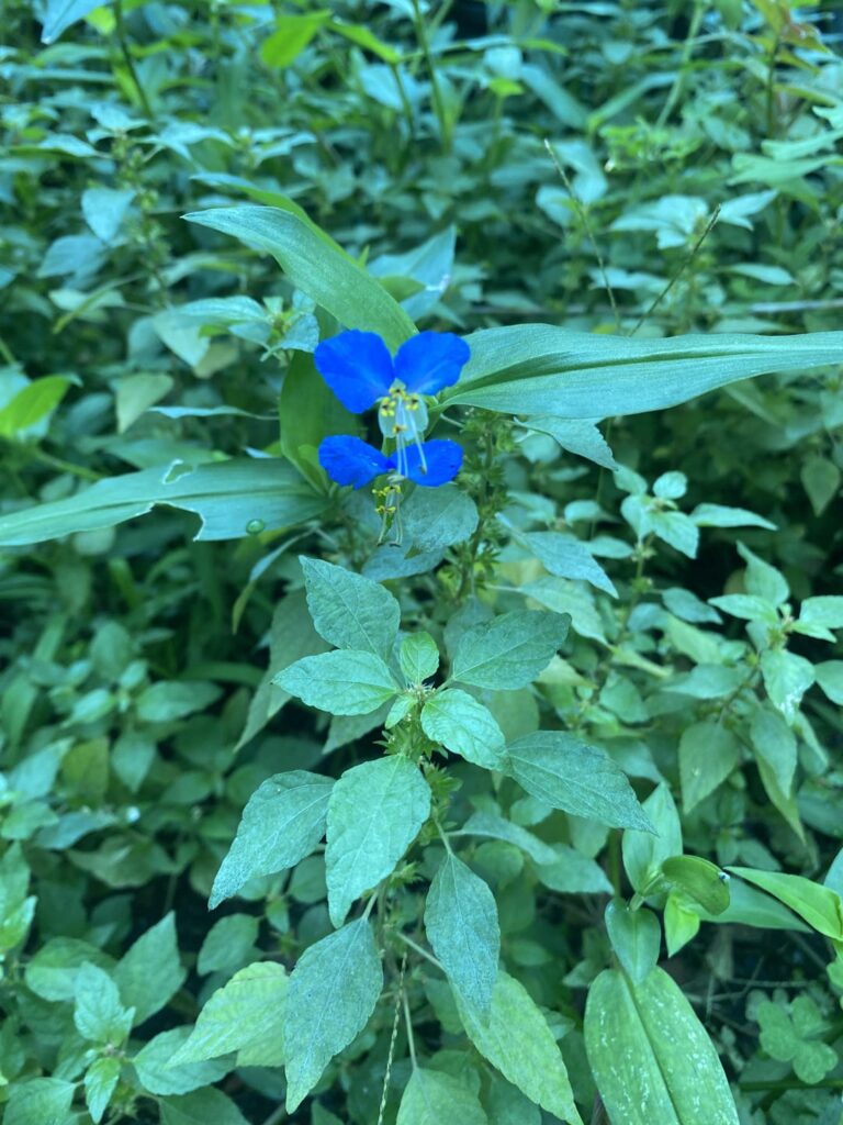 What is this pretty blue flower? Location: New York